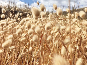 Close-up of stalks in field against sky