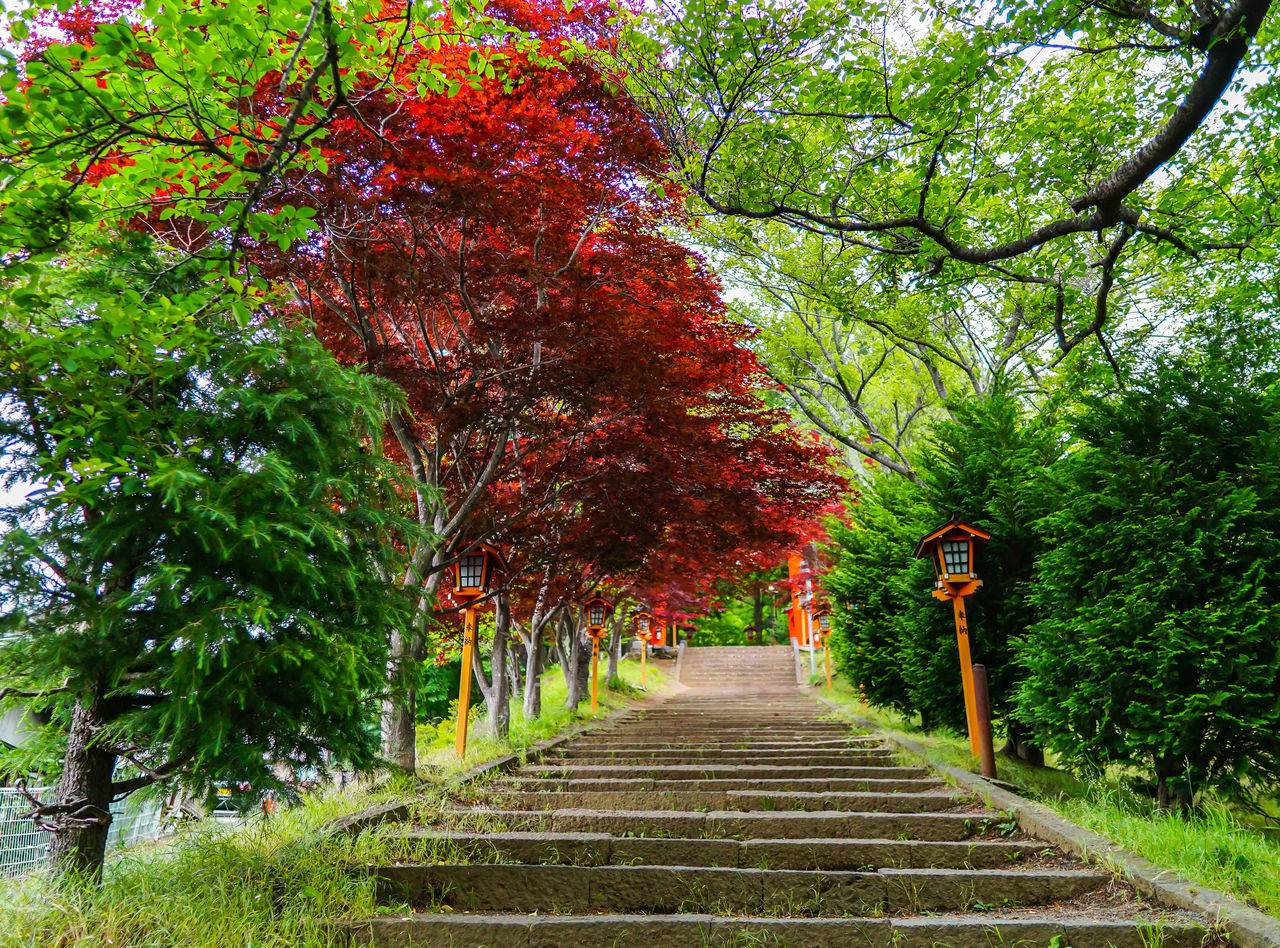 FOOTPATH BY TREES IN FOREST