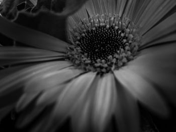 Close-up of flower blooming outdoors