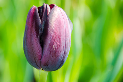 Close-up of tulip blooming outdoors