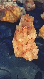 Close-up of fish on rock in sea