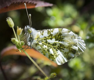 Close-up of butterfly on plant