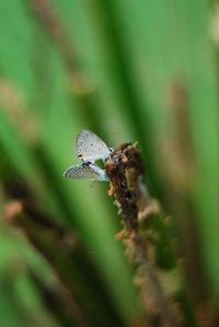 Close-up of butterflies mating on plant