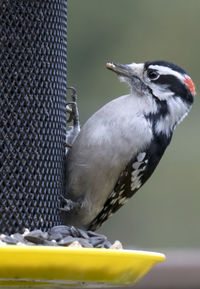 Woodpecker peeps around the finch feeder