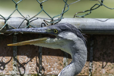 Close-up of a bird