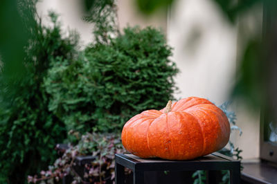 Orange big pumpkin on a wooden table on the terrace, halloween holiday decoration concept, closeup