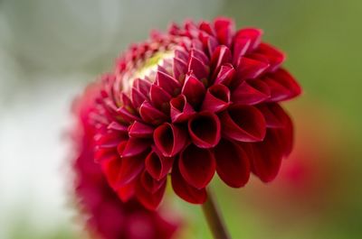 Close-up of fresh red flower