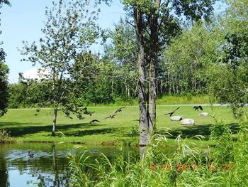 Scenic view of lake in forest