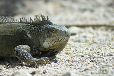 Close-up of lizard on land