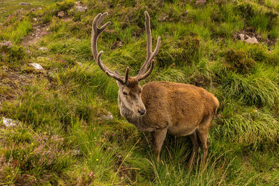 Close-up of deer on grassy field