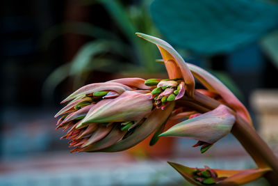 Close-up of pink flowering plant