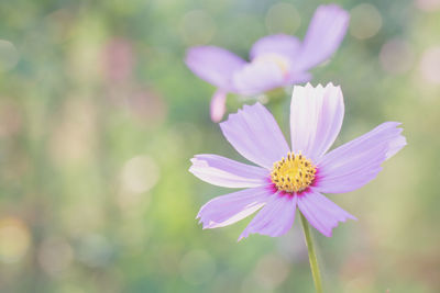 Close-up of pink cosmos flower