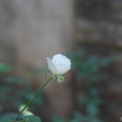 Close-up of white flowers blooming outdoors