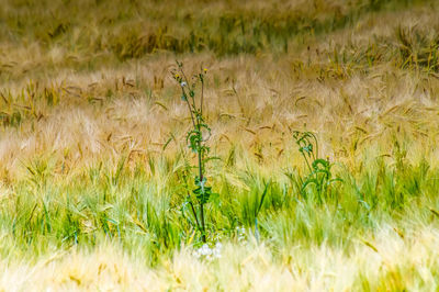 Close-up of wheat in field