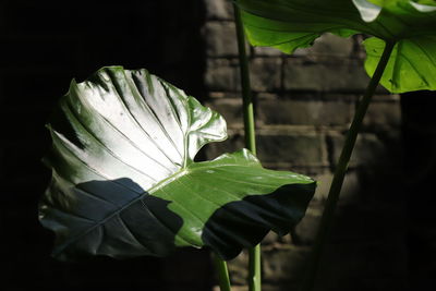 Close-up of leaf