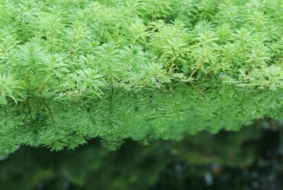 Full frame shot of green leaves