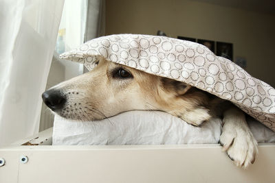 Close-up of a dog looking away