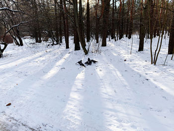 Snow covered bare trees on field