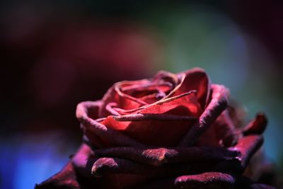 Close-up of rose flower