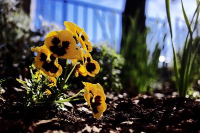 Close-up of leaves against blurred background