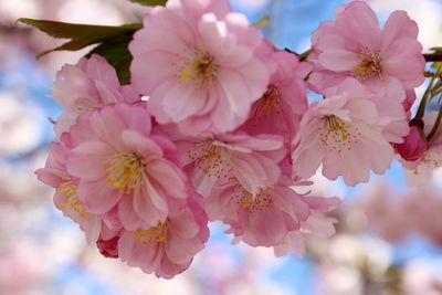 Close-up of pink flowers blooming on tree