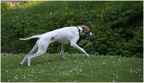 An english pointer playing in the kirriemuir den.