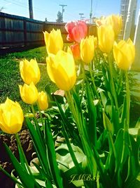 Close-up of yellow flowers blooming in field