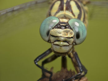 Close-up of insect on leaf