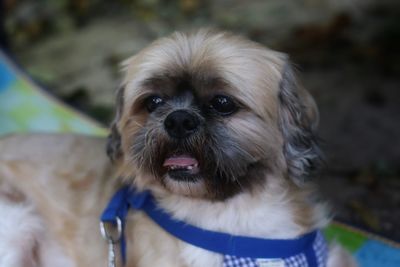 Close-up portrait of dog
