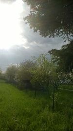 Scenic view of grassy field against sky