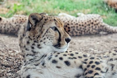 Close-up of a cheetah resting in a field