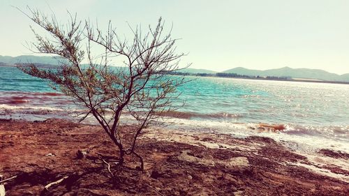 Scenic view of sea against clear sky