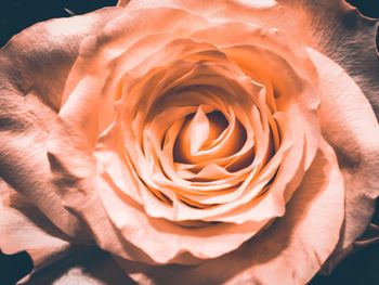 Close-up of rose flower