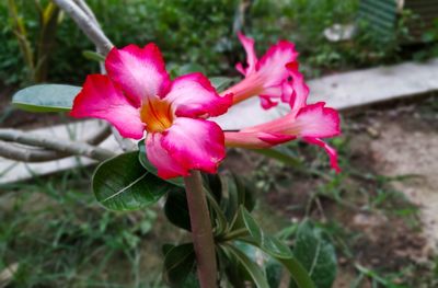 Close-up of pink flower