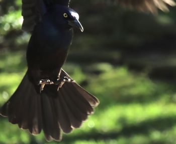 Close-up of bird flying