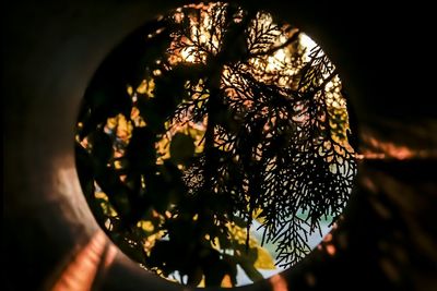 Close-up of cropped object