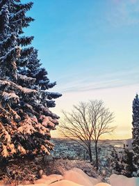 Bare trees on snow covered land against sky during sunset