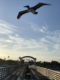 Seagull flying over the sky