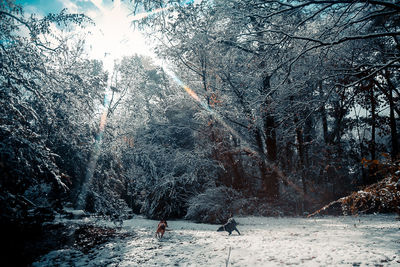 Person in snow covered forest against sky