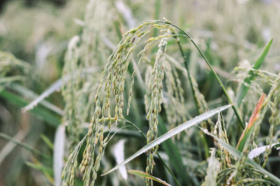 Close-up of wheat growing on field