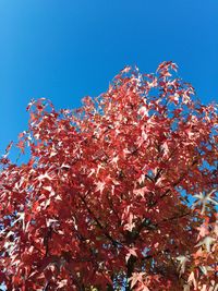 Low angle view of cherry blossom tree against blue sky