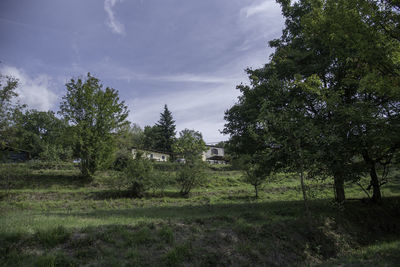 Trees on landscape against sky