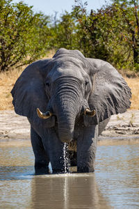 View of elephant drinking water