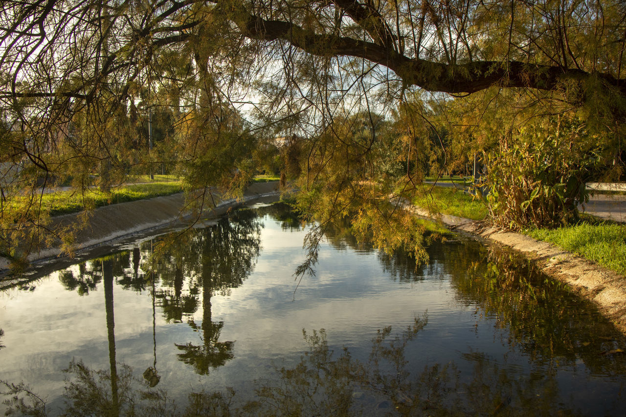 REFLECTION OF TREES IN LAKE