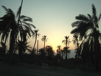 Silhouette palm trees against sky during sunset