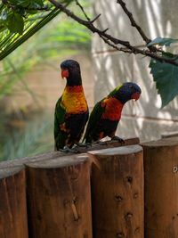 View of birds perching on wood