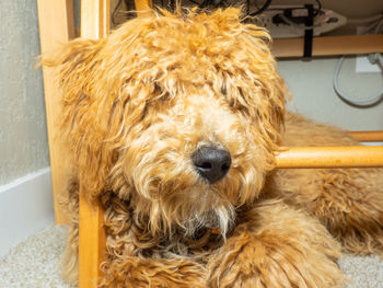 Close-up portrait of a dog