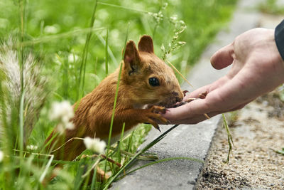 Close-up of hand feeding outdoors