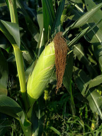 Close-up of insect on plant