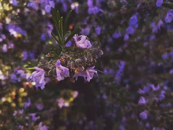 Close-up of purple flowers on plant